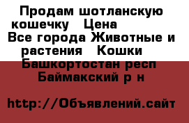 Продам шотланскую кошечку › Цена ­ 10 000 - Все города Животные и растения » Кошки   . Башкортостан респ.,Баймакский р-н